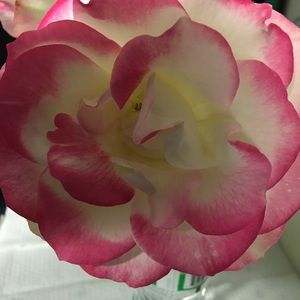 Meet your Posher, Jacoba