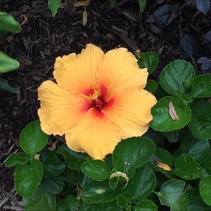 Meet your Posher, Mirayla