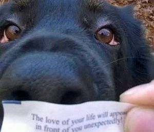 Meet your Posher, Mia