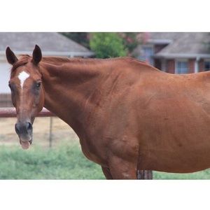 Meet your Posher, Debbie