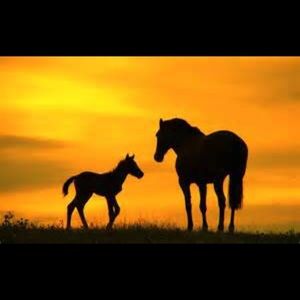 Meet your Posher, Tracey