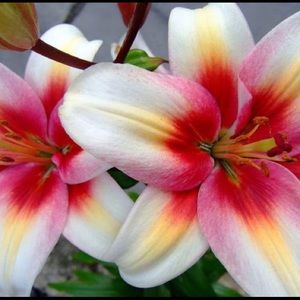 Meet your Posher, Aracelli