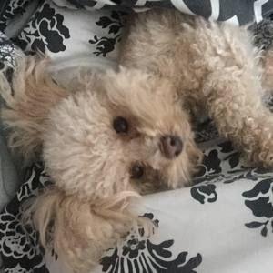 Meet your Posher, Crystal