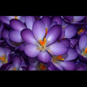 Meet your Posher, Tracey