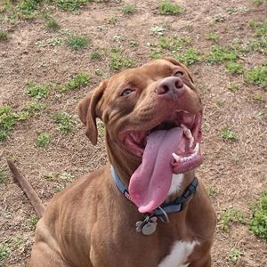 Meet your Posher, Alexa