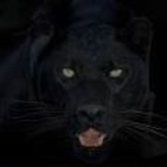 Meet your Posher, Kitty - Picture 1 of 1