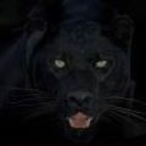 Meet your Posher, Kitty