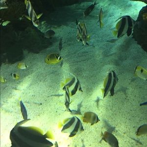 Meet your Posher, Whitney