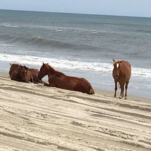 Meet your Posher, Janai