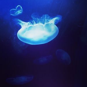 Meet your Posher, Halley