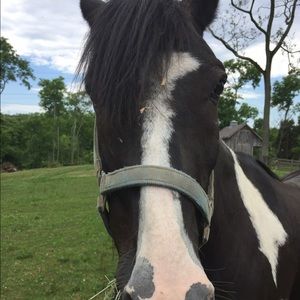 Meet your Posher, Maggie