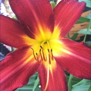 Meet your Posher, Morgan