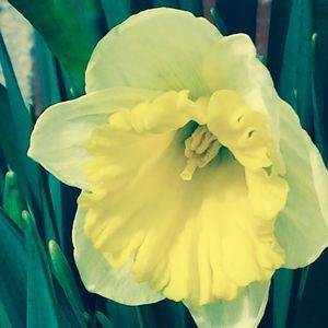 Meet your Posher, Carol