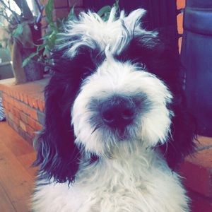 Meet your Posher, Maddie