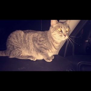 Meet your Posher, Sophie