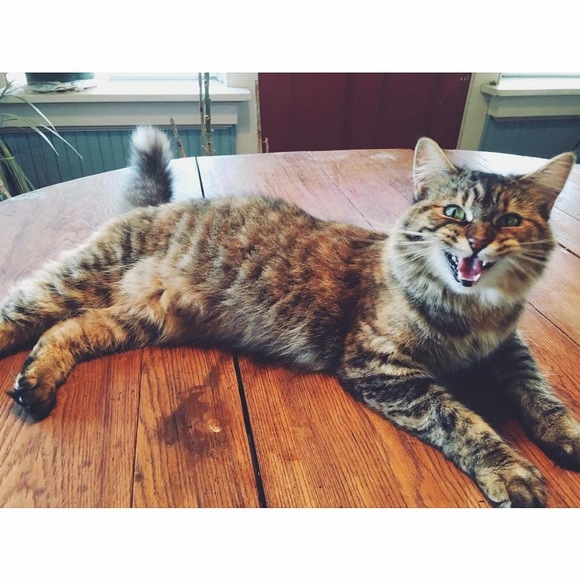 Meet your Posher, Hannah