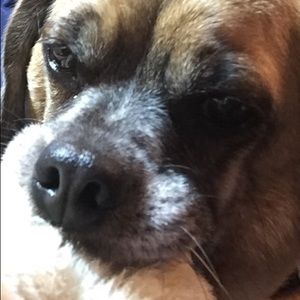 Meet your Posher, Shirley