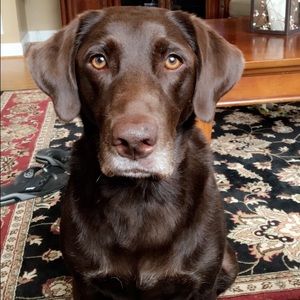 Meet your Posher, Brittany