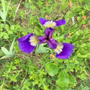 Meet your Posher, Sierra