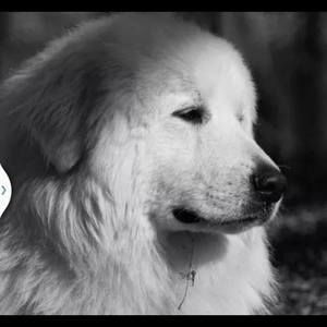 Meet your Posher, Myra