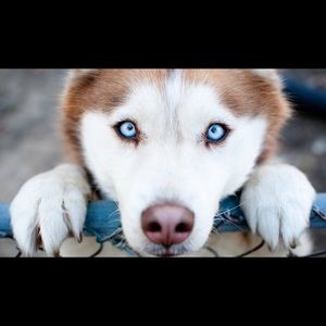 Meet your Posher, Leanet