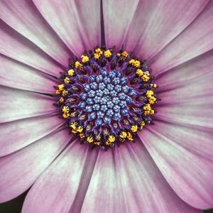 Meet your Posher, Laurie