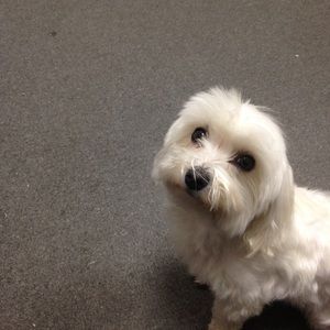 Meet your Posher, Tracy