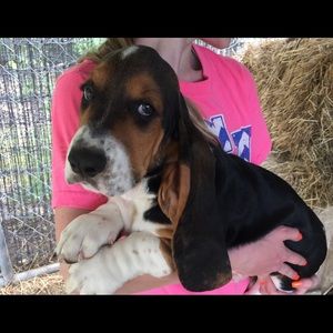 Meet your Posher, Morgan