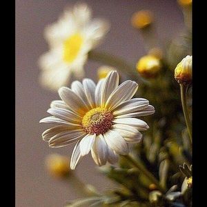 Meet your Posher, Betsy