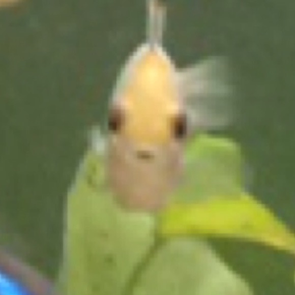 Meet your Posher, Mal - Picture 1 of 1