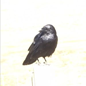 Meet your Posher, Nazareth