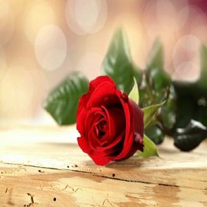 Meet your Posher, Yolanda