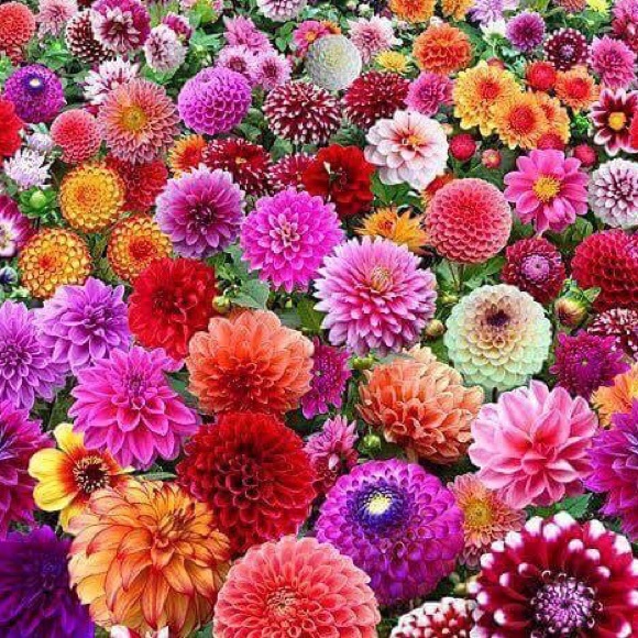 Meet your Posher, Lee Ann.  🎀Top Rated Seller💕 - Picture 3 of 4