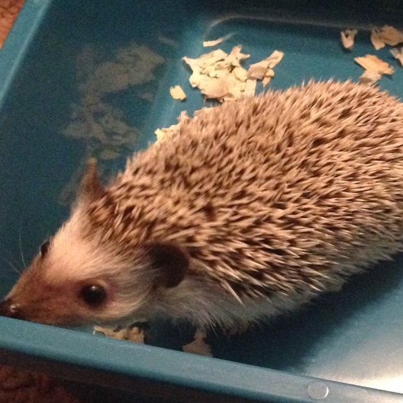 Meet your Posher, Jordan - Picture 1 of 1