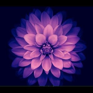 Meet your Posher, Alyson