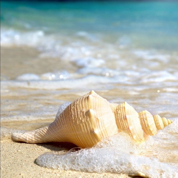 Meet your Posher, Ola - Picture 2 of 2