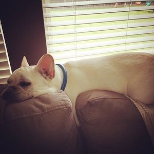 Meet your Posher, Dani