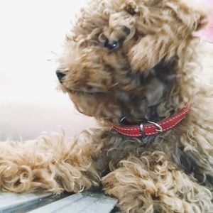 Meet your Posher, Sofia