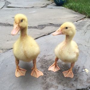 Meet your Posher, Julia