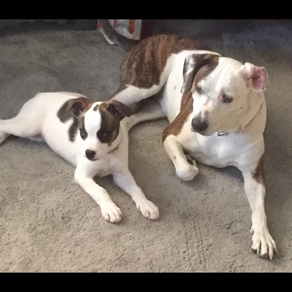 Meet your Posher, Shelley