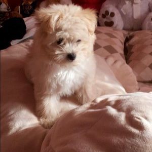 Meet your Posher, Refika