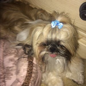 Meet your Posher, Bobbie