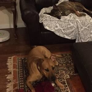 Meet your Posher, Casey