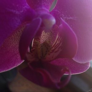 Meet your Posher, Tina