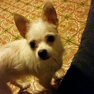 Meet your Posher, Rebecca