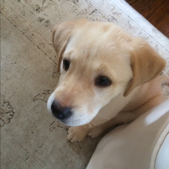 Meet your Posher, Dawn - Picture 2 of 2