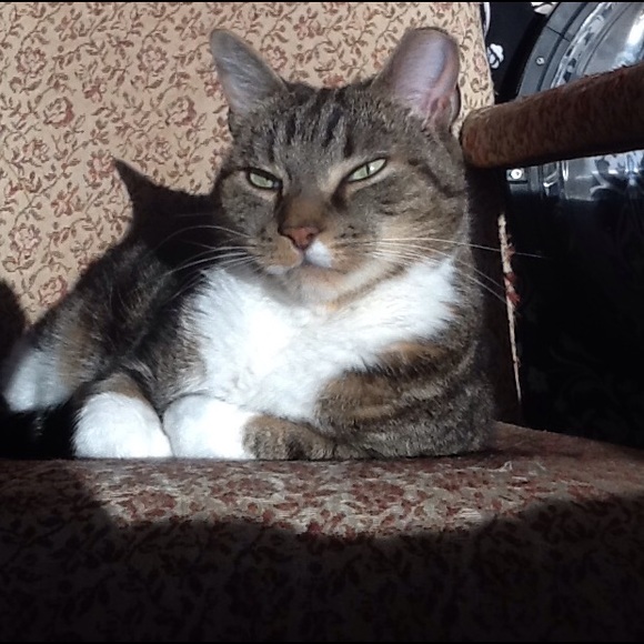 Living in bliss with cats!!!
