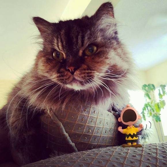 Meet your Posher, Cathy - Picture 3 of 3