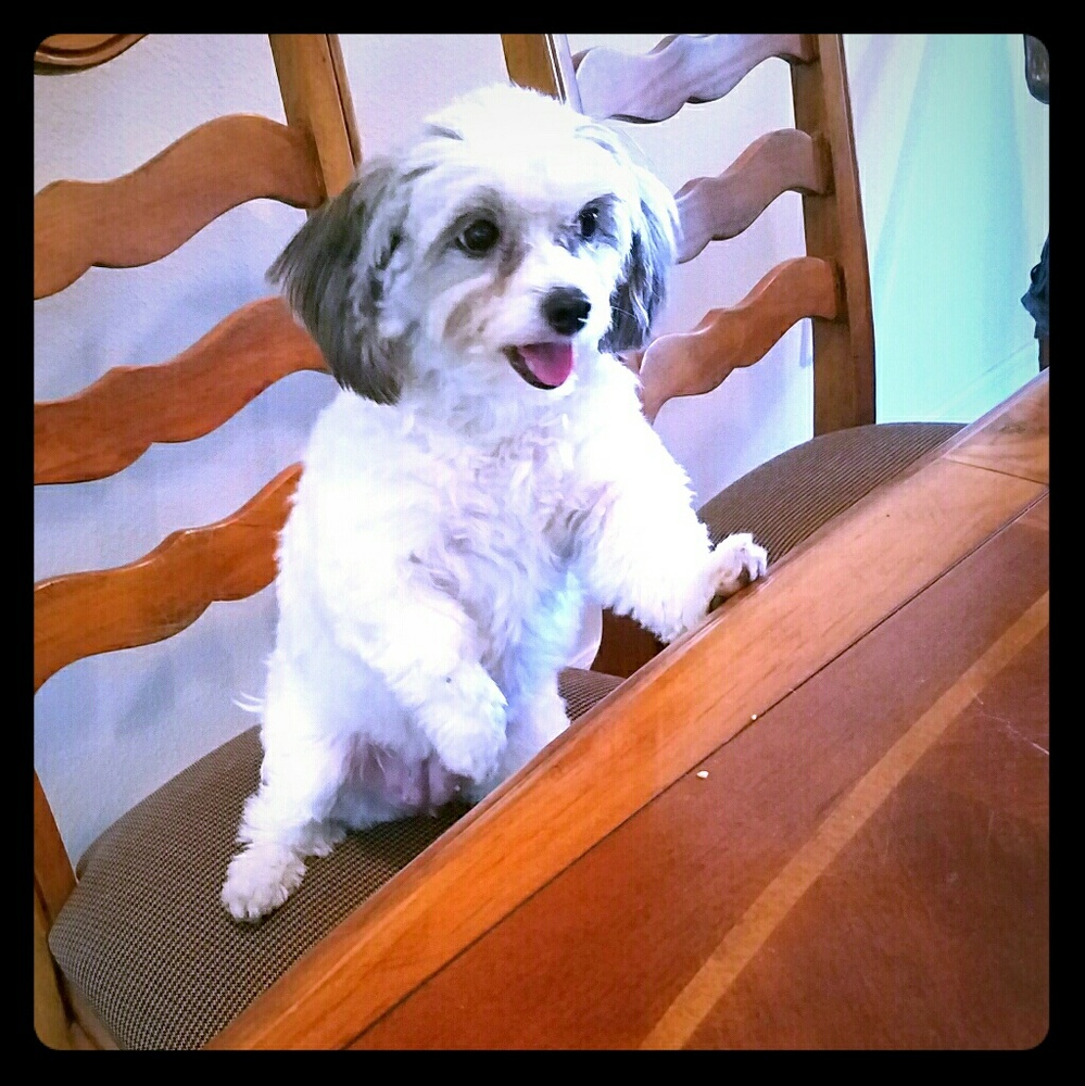 Meet your Posher, Jennifer