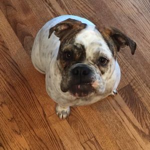 Meet your Posher, Devan